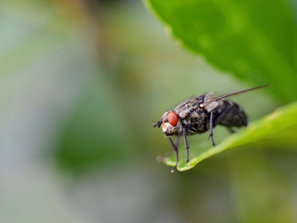mosca-comun-insectos-de-primavera